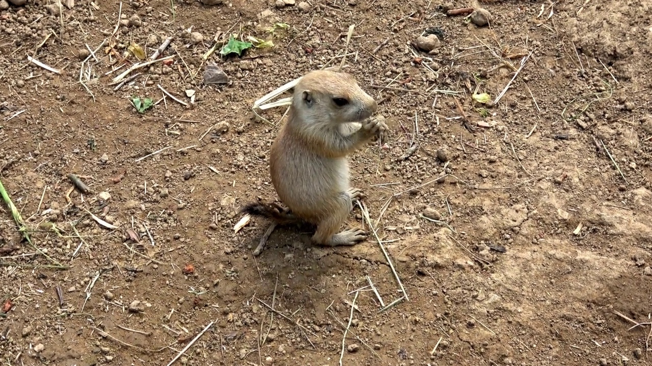 黑尾草原鼠(Cynomys ludovicianus)视频素材