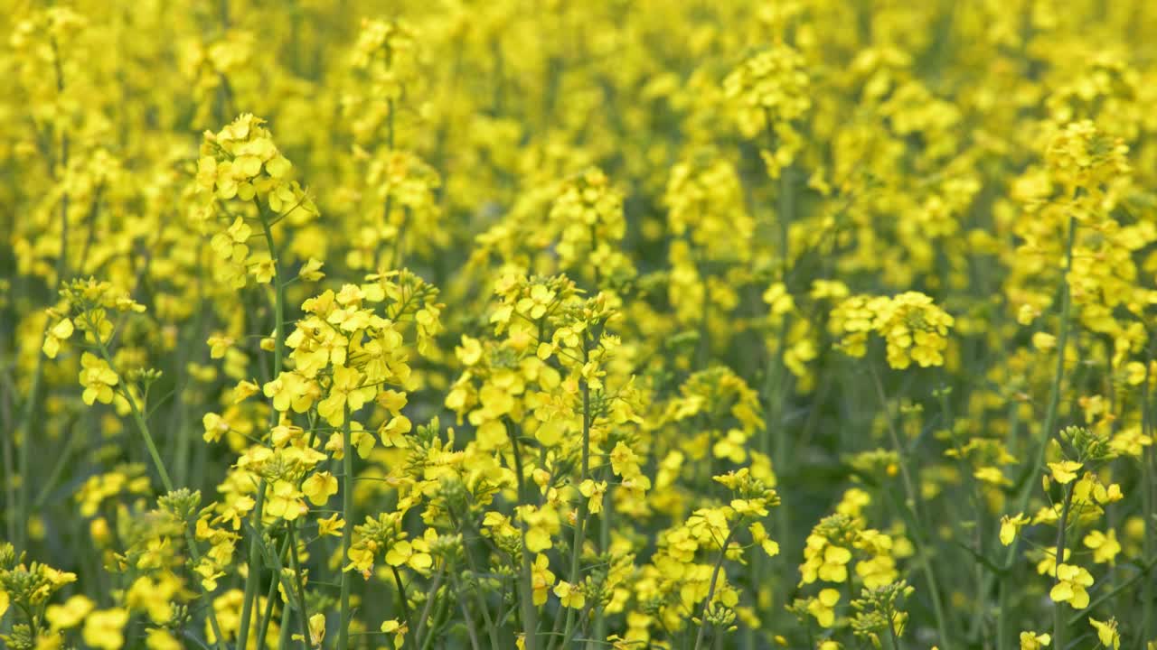 全框背景黄色菜籽田随风摇曳在日光视频素材