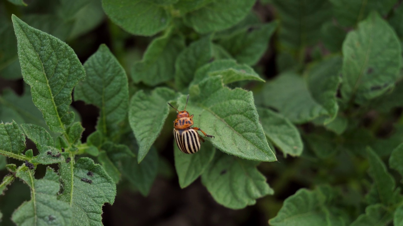 科罗拉多马铃薯甲虫，Leptinotarsa decemlineata，在马铃薯的叶子。对农场和花园的农作物造成巨大损害的害虫。视频素材