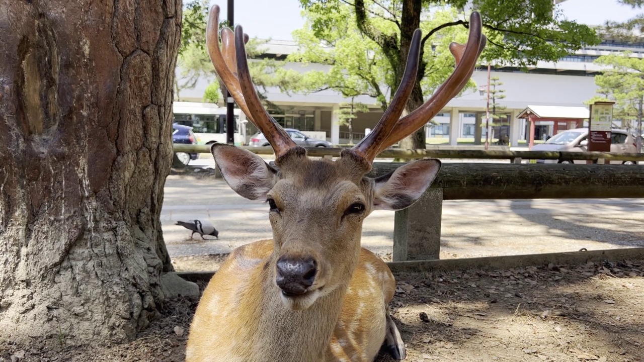 在奈良公园，一只鹿坐在路边休息的特写。视频素材