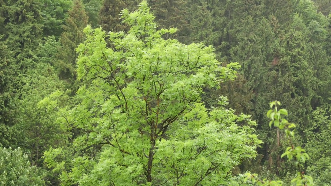 一棵绿树在雨中随风摇摆。视频素材