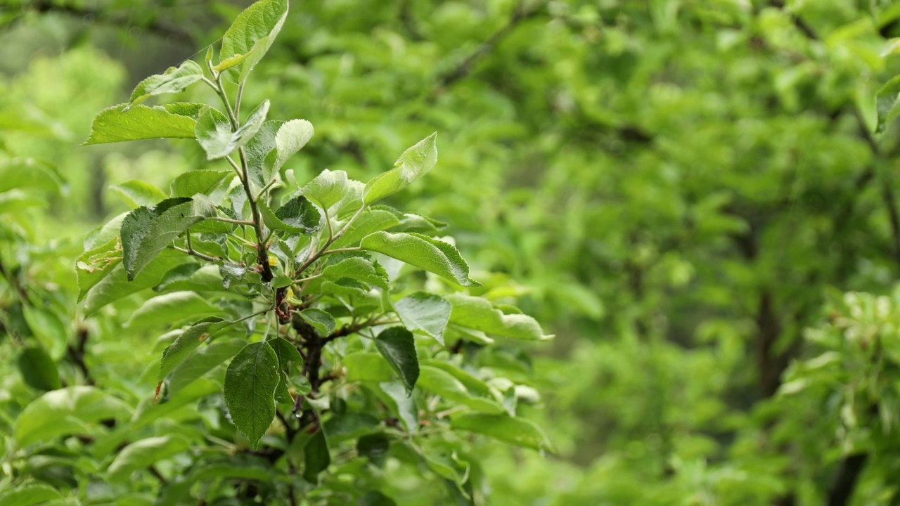 一根树枝在雨中随风摇摆。视频下载