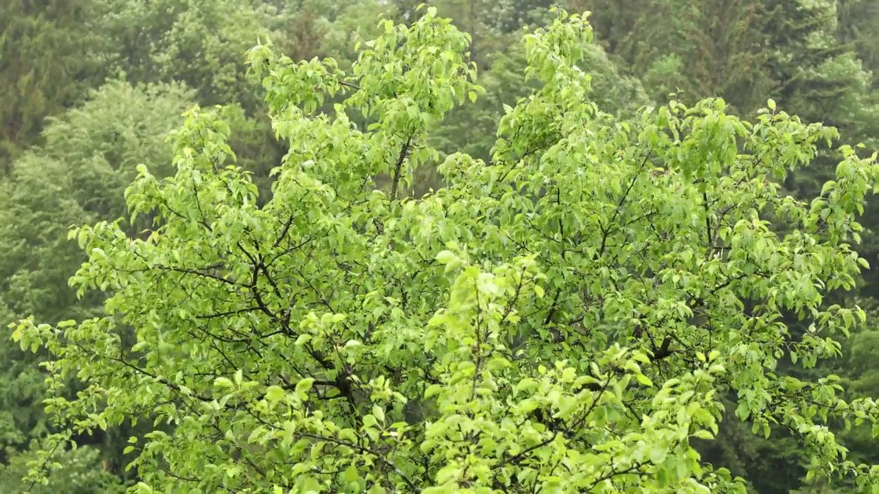 大自然在季节性降雨，树叶在风中摇曳。视频素材