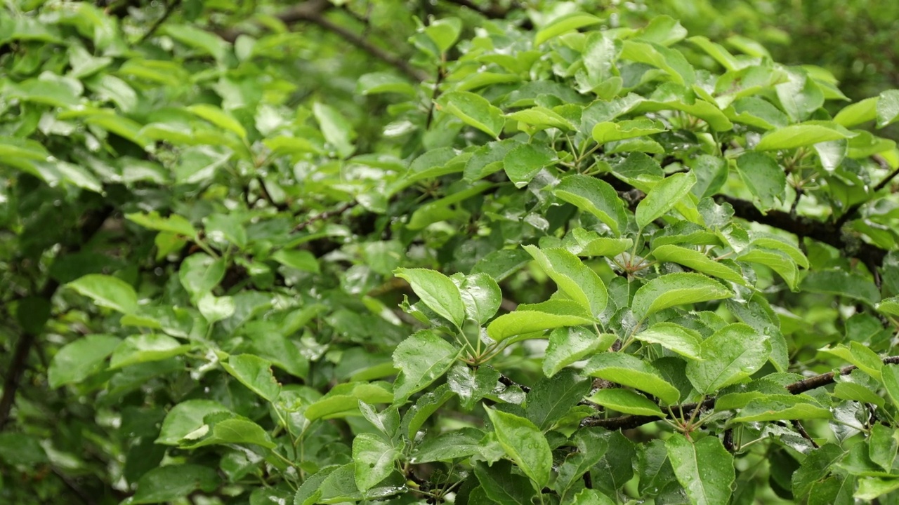 大雨后绿叶上的湿气。视频下载