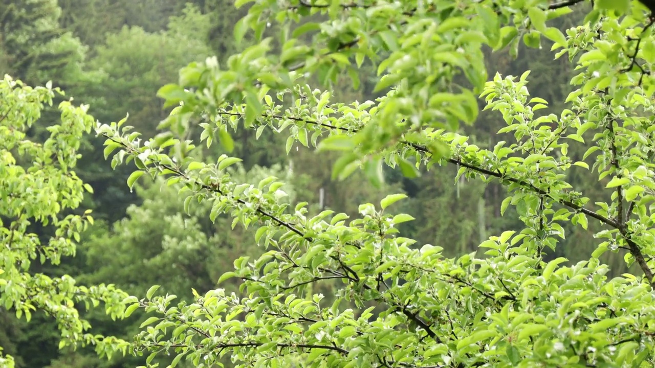 雨滴从绿色的树枝上落下，滋润着生命。视频下载