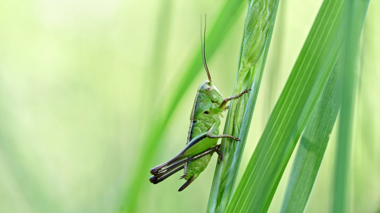 栖息在青草上的蟋蟀在风中摇摆视频素材