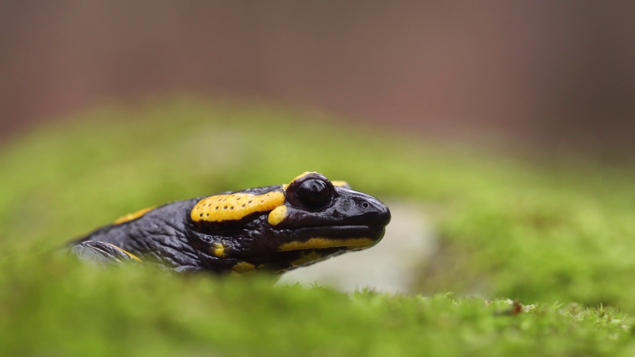 近距离观察火蝾螈(Salamandra Salamandra)对苔藓，缩小视频素材