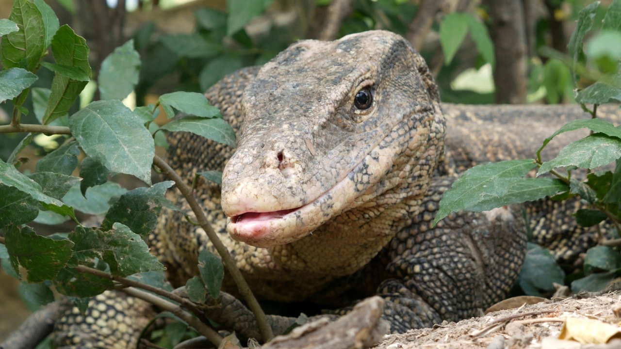 水监视器(救星Varanus salvator)，大型蜥蜴在曼谷的伦菲尼公园，泰国。视频下载