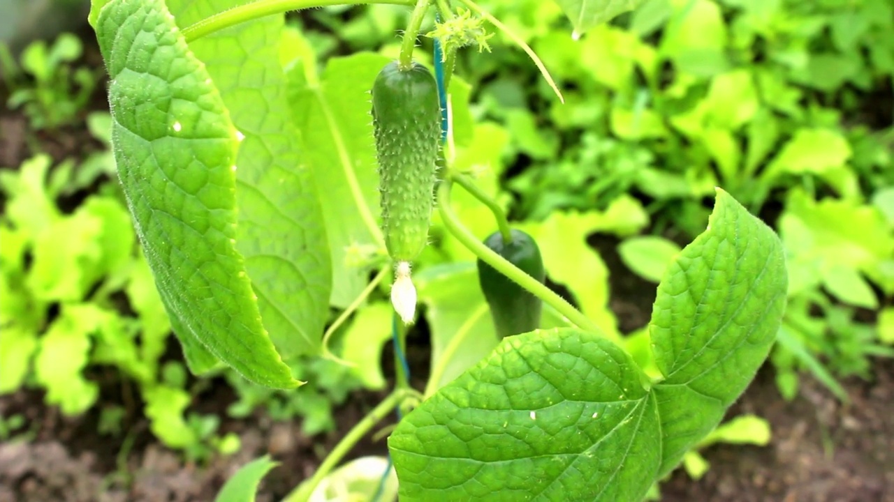 蔬菜收获视频素材