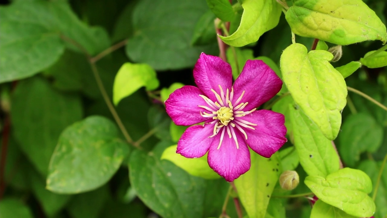 花园里粉红色的铁线莲花。视频素材