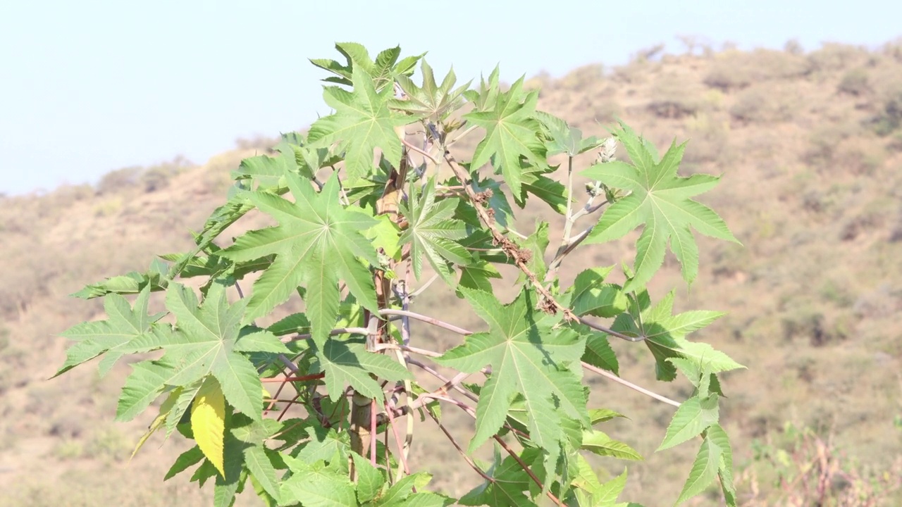 风吹在蓖麻油植物上，从那里提取出已知的通便剂蓖麻油，用于生产生物柴油蓖麻油植物，药用种子。蓖麻，俗称蓖麻油植物。视频素材