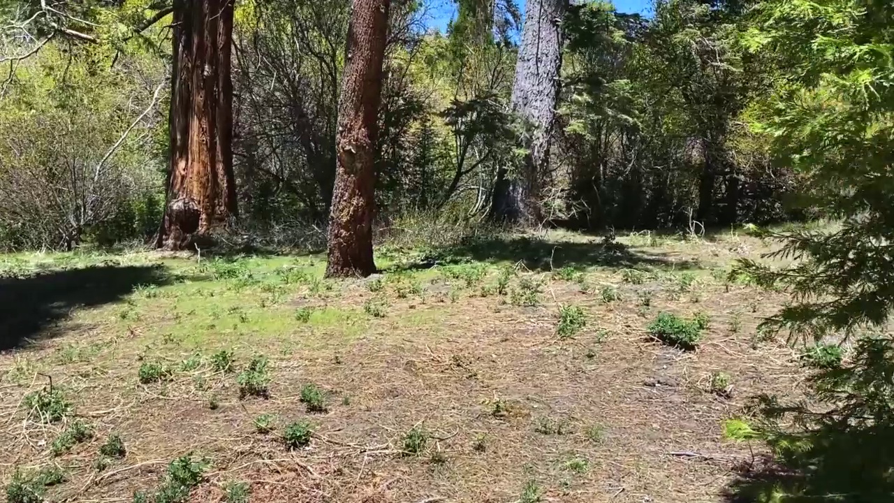 国家森林露营山远足径露营地远足白天公园林地阳光明媚的下午露营山视频素材