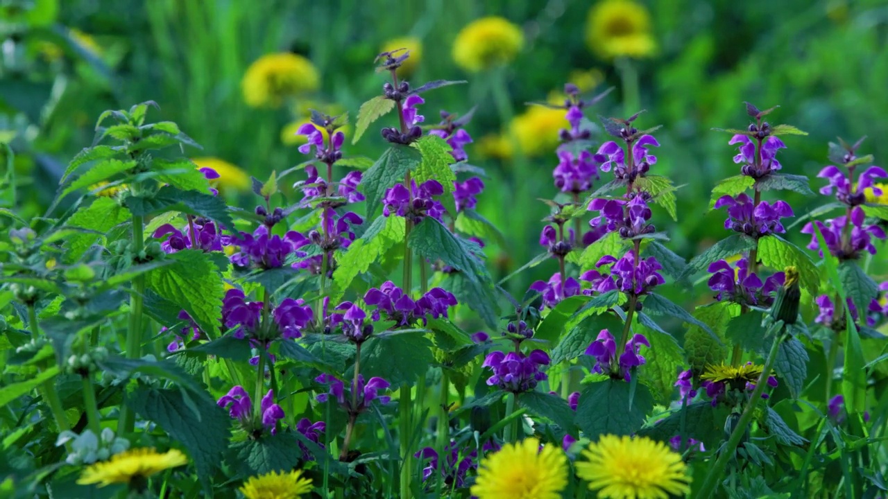 一朵朵红色的死荨麻在风中摇曳——紫花Lamium purpureum视频素材