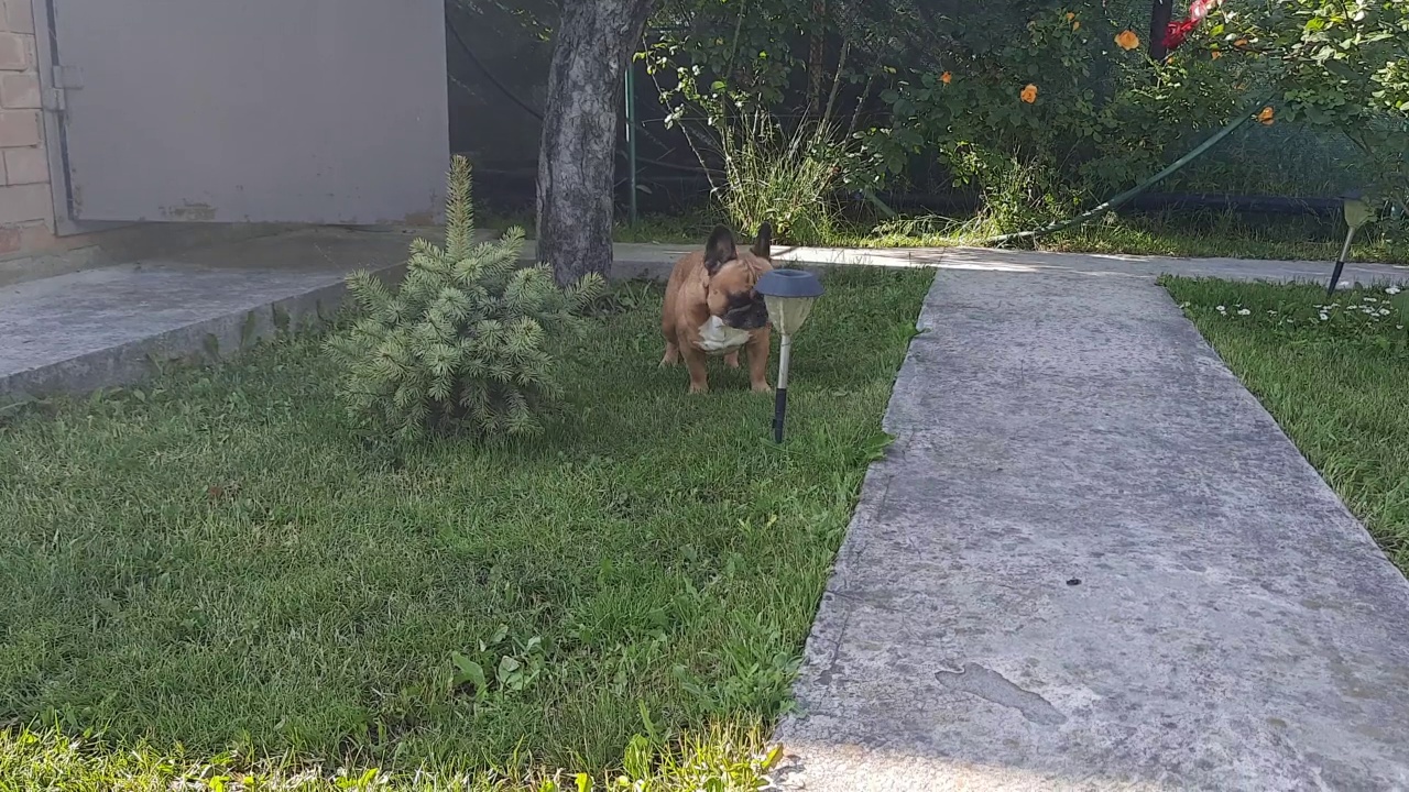 一只可爱的成年法国斗牛犬坐在后院的草地上，旁边有一棵小云杉和一个手电筒。好奇可爱的宠物在户外散步。宠物的概念。视频素材