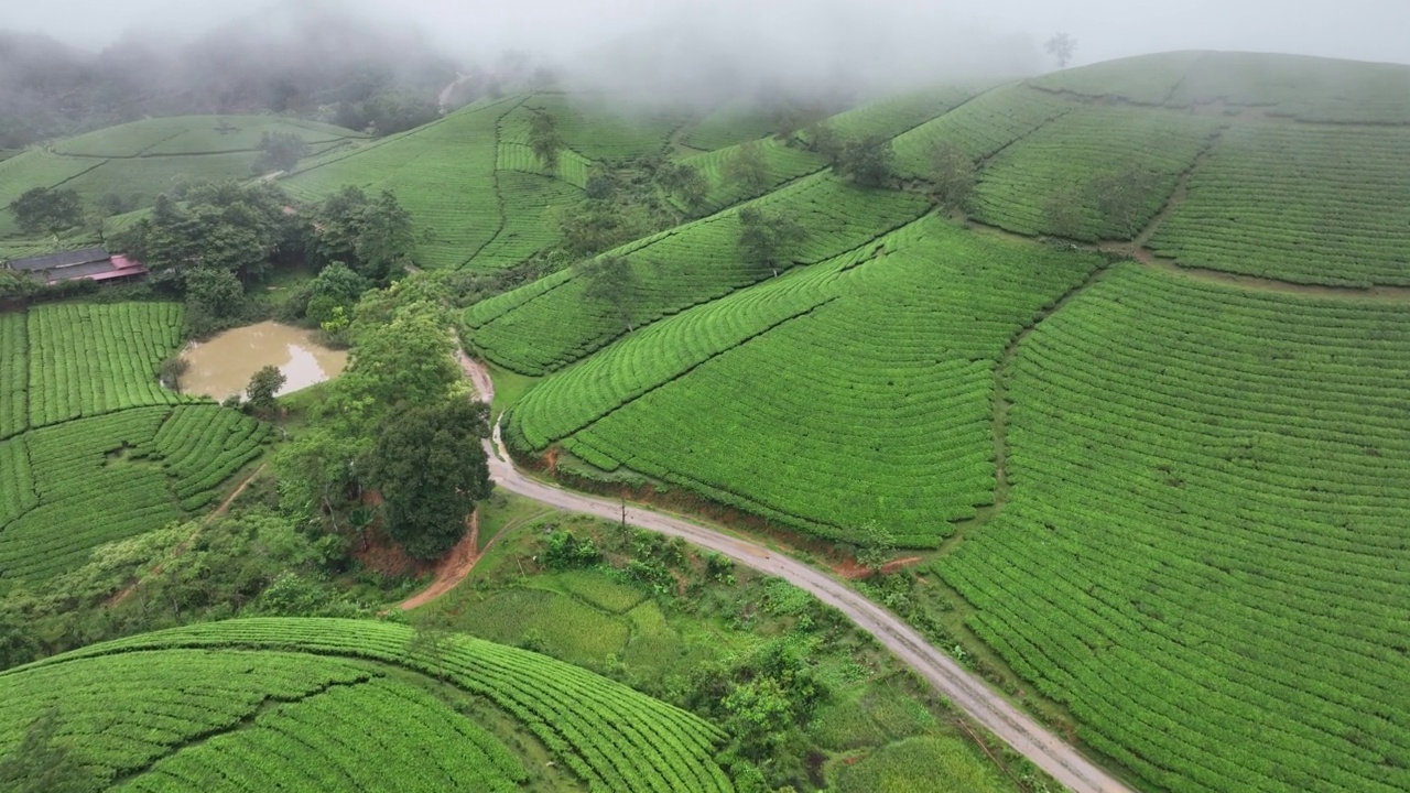 在越南北部的富寿省龙寇克(Long Coc)，在山上的茶园梯田上飞行的无人机镜头视频素材