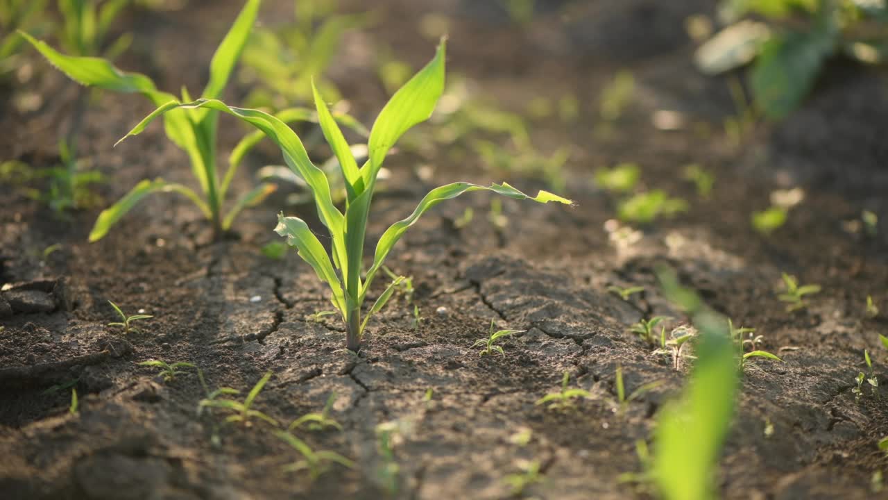 玉米作物生长控制概念，农民农学家在田间检查玉米植株视频素材