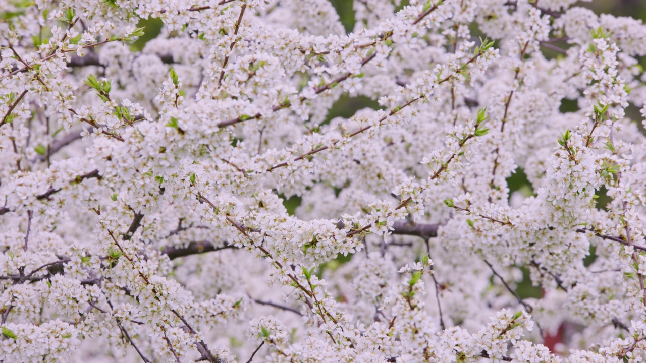 花园里盛开的樱花。帧的背景。视频素材