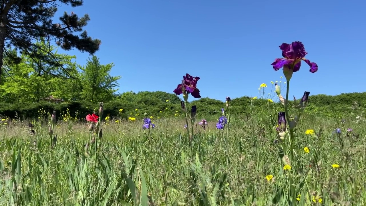 夏天的田野上开着紫色的鸢尾花，红色的罂粟花，野花，新鲜的绿草。视频素材