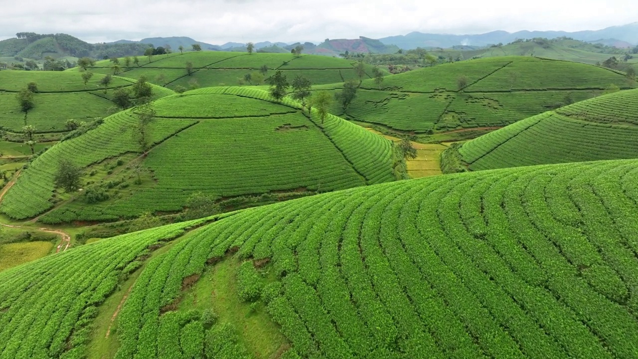 在越南北部的富寿省龙寇克(Long Coc)，在山上的茶园梯田上飞行的无人机镜头视频素材