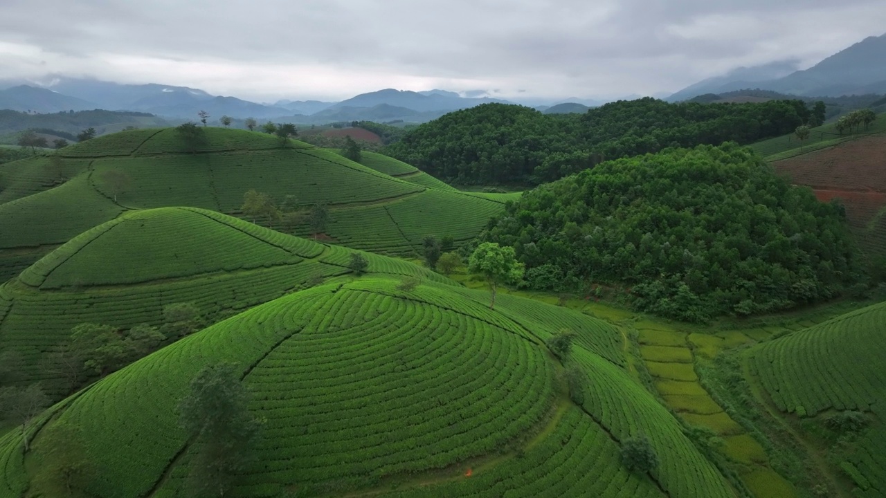 在越南北部的富寿省龙寇克(Long Coc)，在山上的茶园梯田上飞行的无人机镜头视频素材