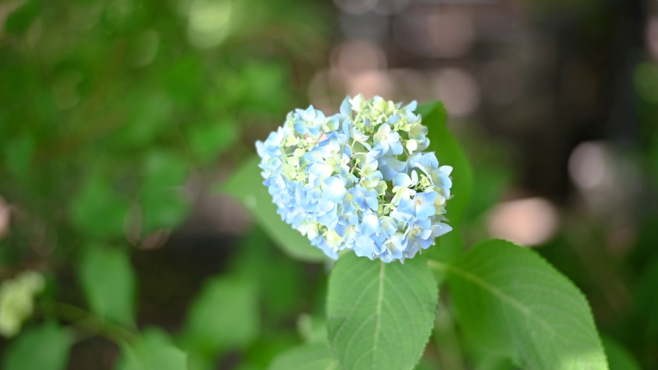 亮蓝色的绣球花正在盛开视频素材