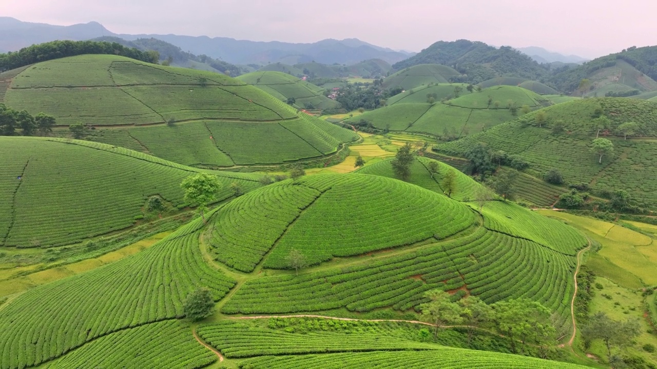 在越南北部的富寿省龙寇克(Long Coc)，在山上的茶园梯田上飞行的无人机镜头视频素材