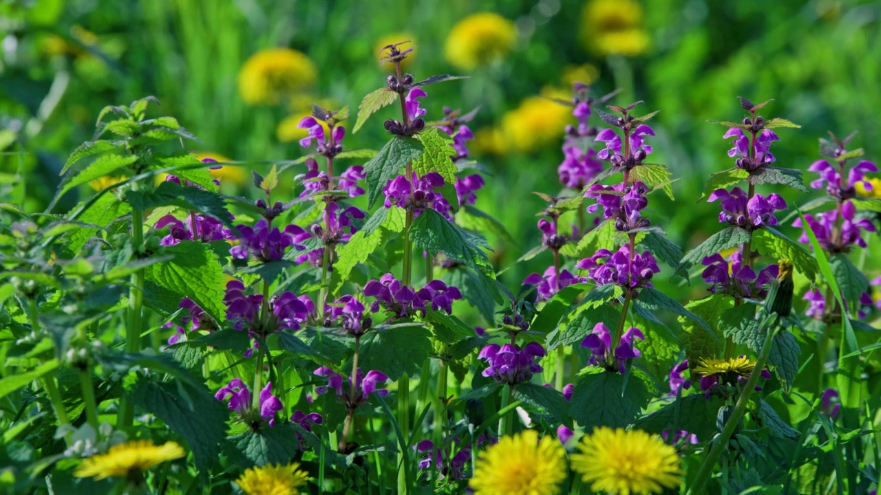 一朵朵红色的死荨麻在风中摇曳——紫花Lamium purpureum视频素材