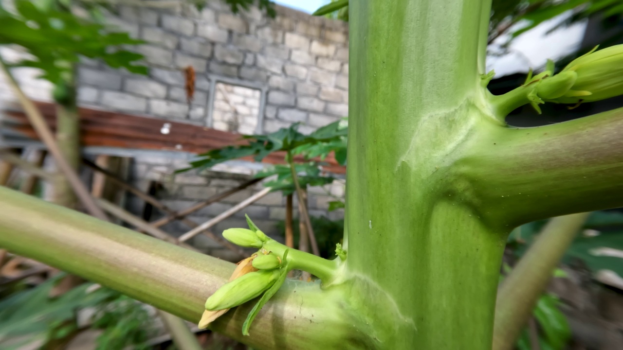 花或水果木瓜或木瓜植物生长在院子里，颜色仍然是绿色的视频素材