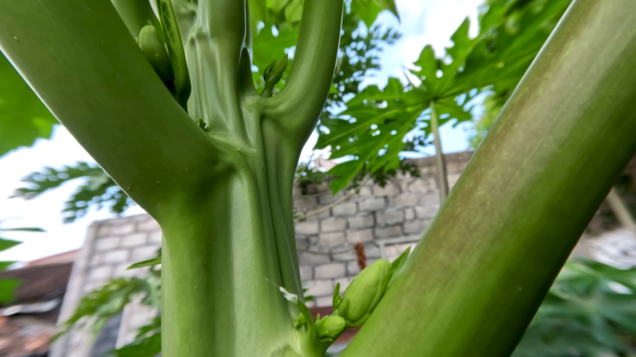 花或水果木瓜或木瓜植物生长在院子里，颜色仍然是绿色的视频素材