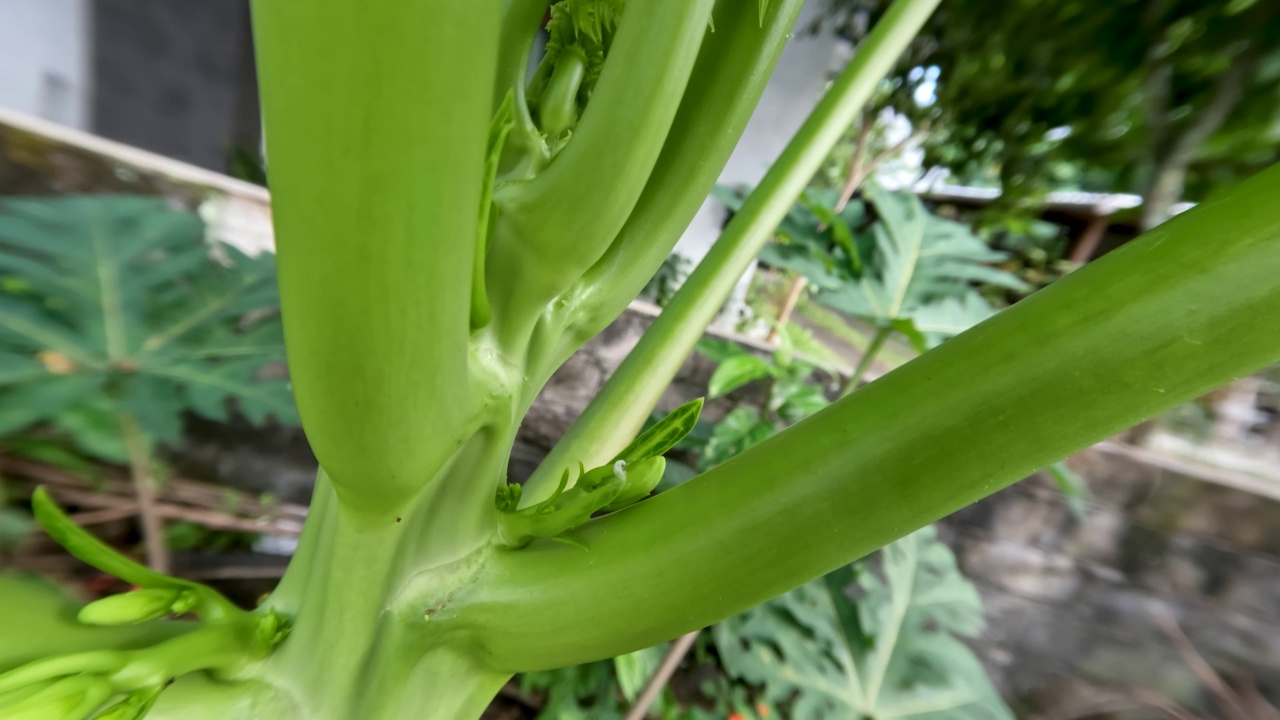 花或水果木瓜或木瓜植物生长在院子里，颜色仍然是绿色的视频素材