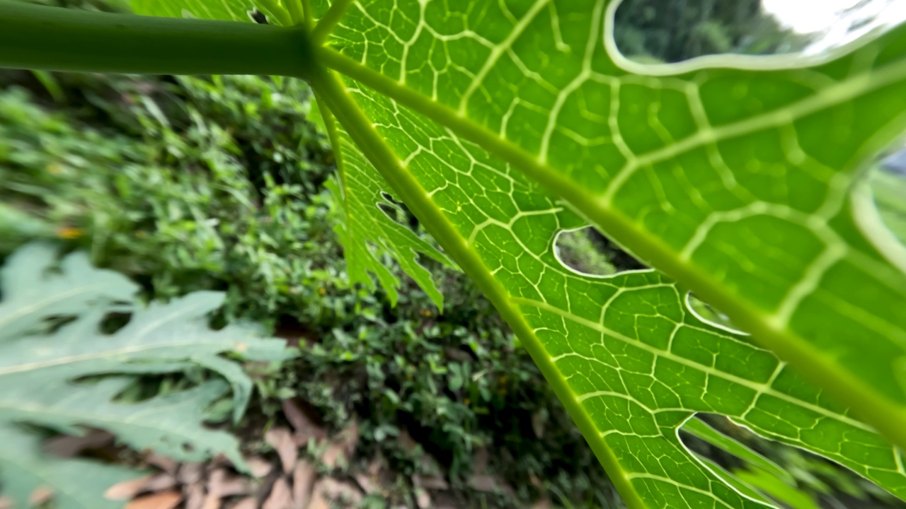 木瓜或木瓜种植在院子里，绿叶蔬菜视频素材