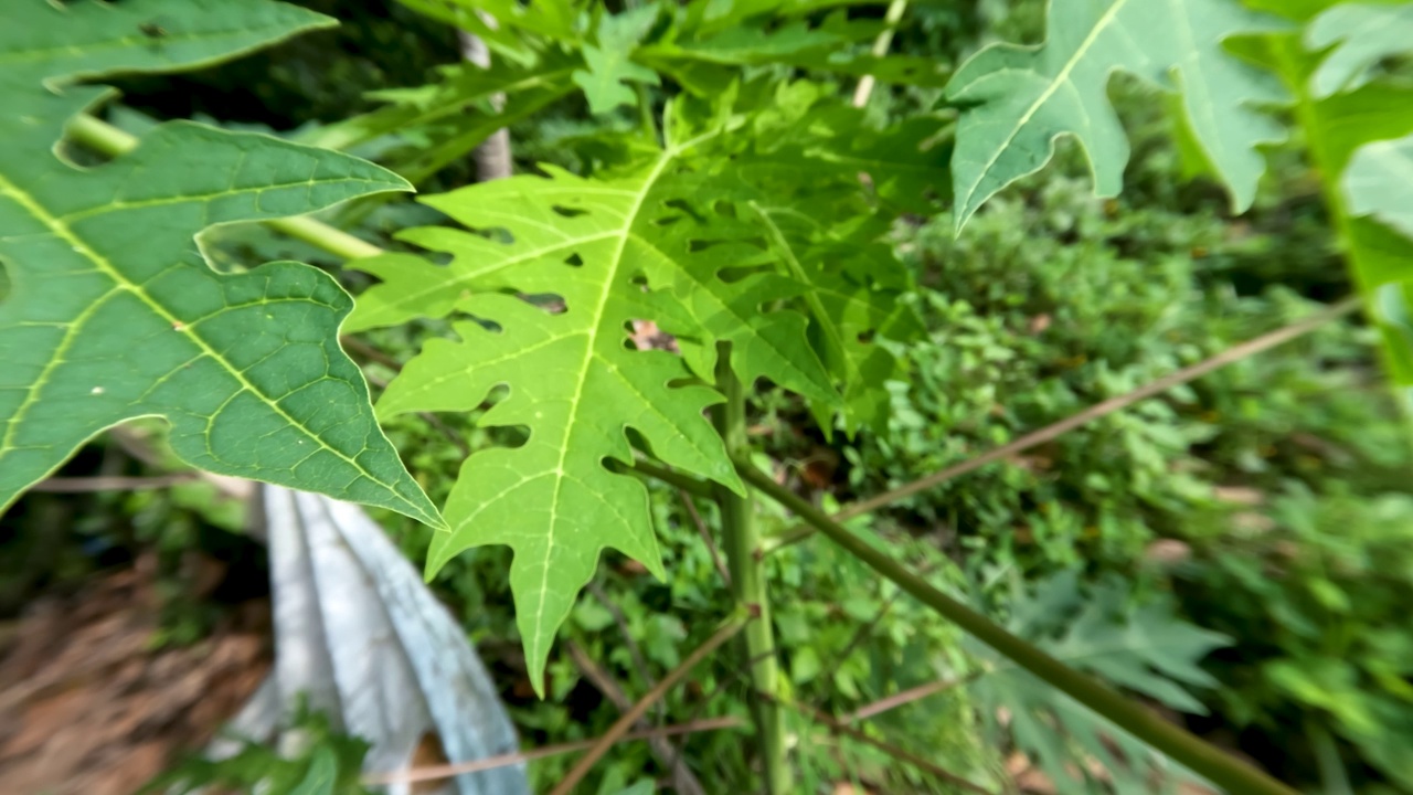 木瓜或木瓜种植在院子里，绿叶蔬菜视频素材