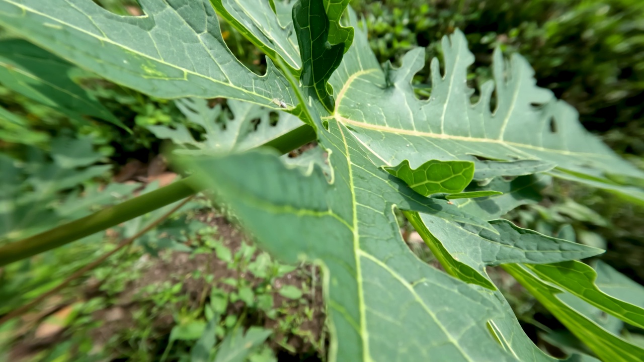 木瓜或木瓜种植在院子里，绿叶蔬菜视频素材