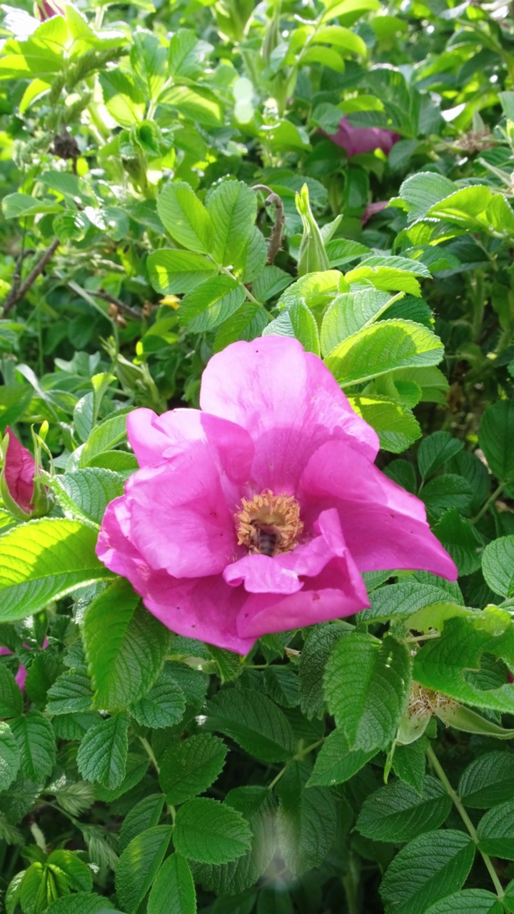 蜜蜂在玫瑰果上采集花蜜。视频素材