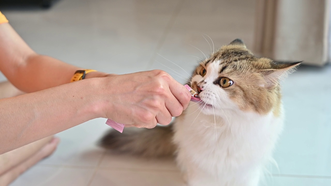 宠物主人给她的猫液体零食的特写。视频素材