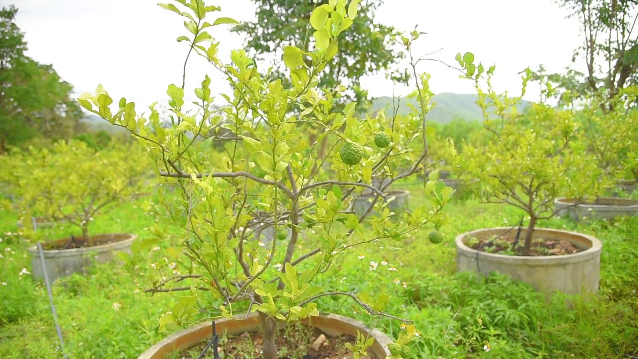 佛手柑药用植物视频下载