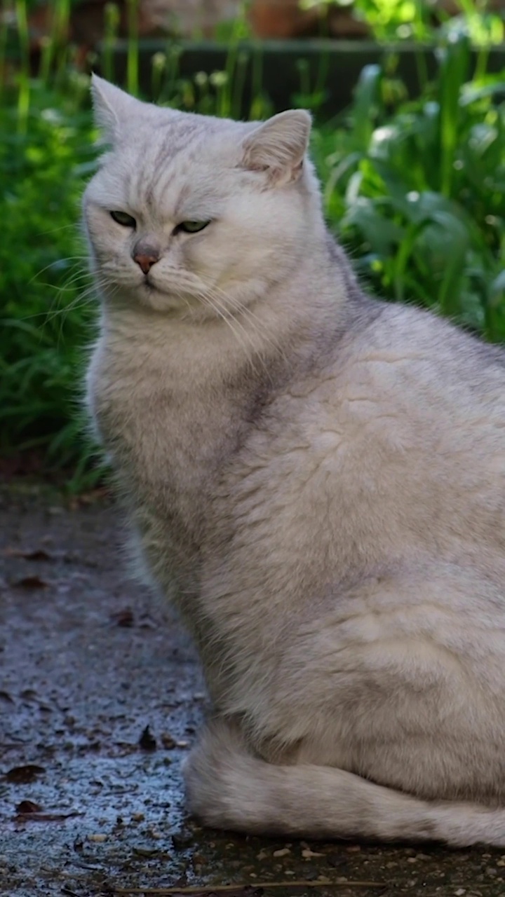 银色阴影英国短毛猫视频素材