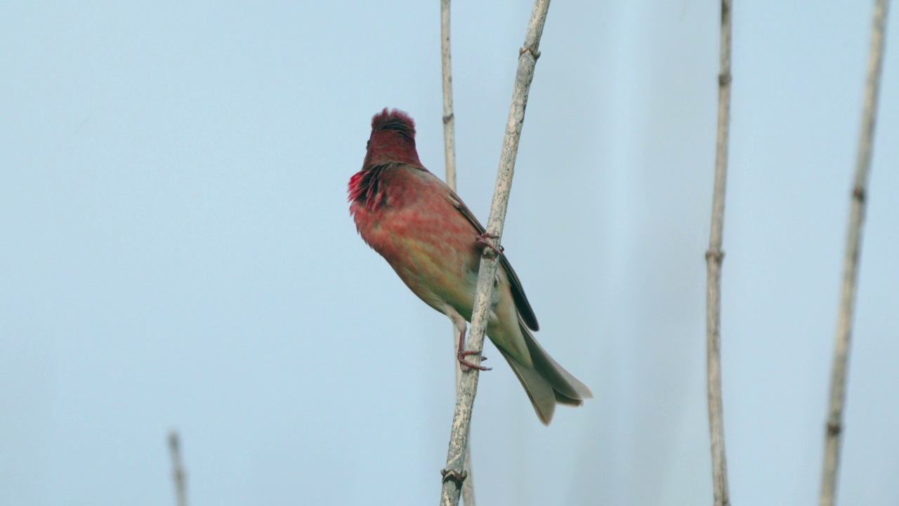 鸟类——普通朱雀(Carpodacus erythrinus)坐在灌木的树枝上，在一个多云的夏天的晚上唱歌。视频素材