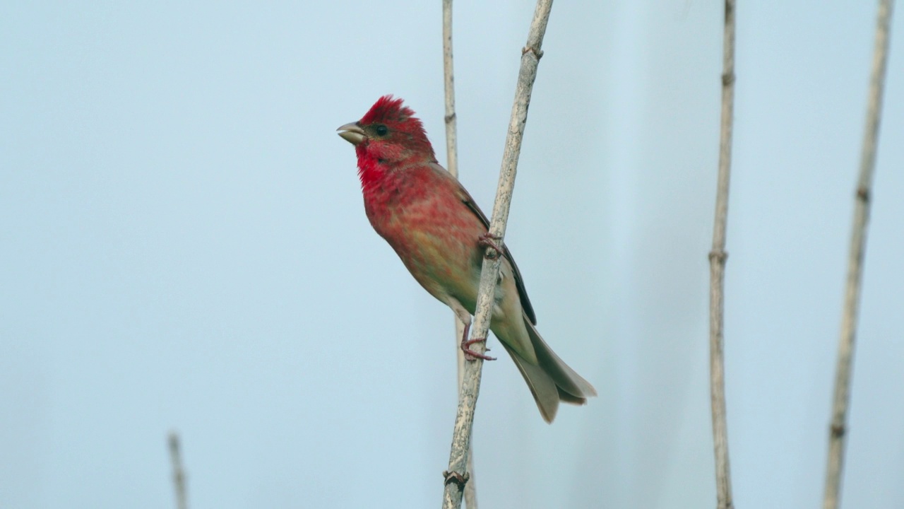 鸟类——普通朱雀(Carpodacus erythrinus)坐在灌木的树枝上，在一个多云的夏天的晚上唱歌。视频素材