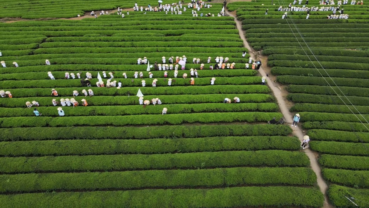 航拍了一大群人在绿茶园里采茶的视频视频素材