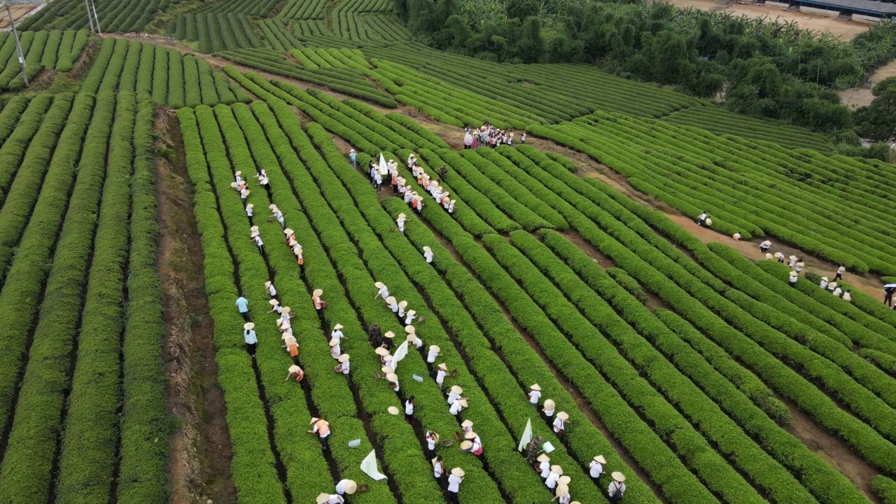 航拍了一大群人在绿茶园里采茶的视频视频素材