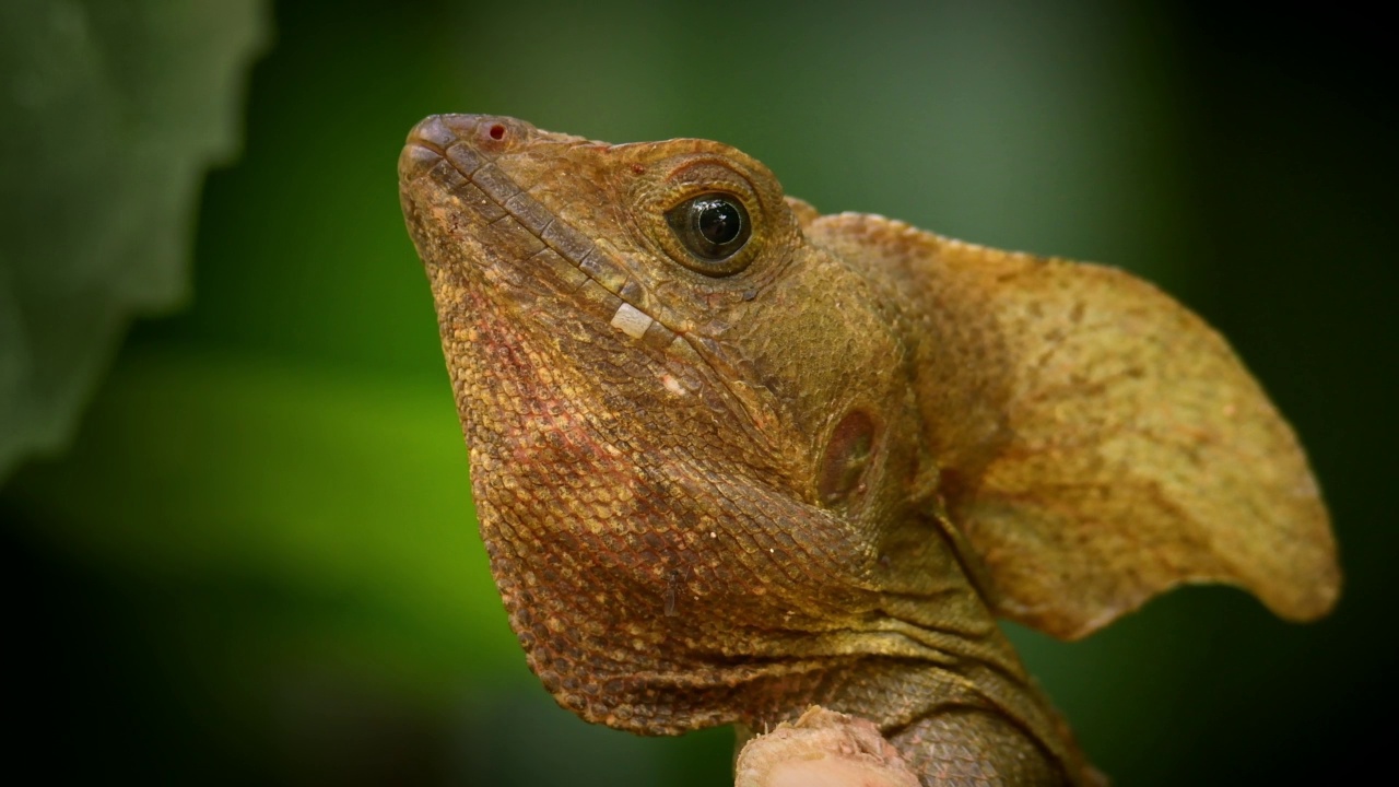 棕色蛇怪- Basiliscus vittatus，指的是条纹蛇怪或常见的蛇怪，蛇怪蜥蜴，原产于墨西哥，中美洲和哥伦比亚，在绿色灌木细节视频素材