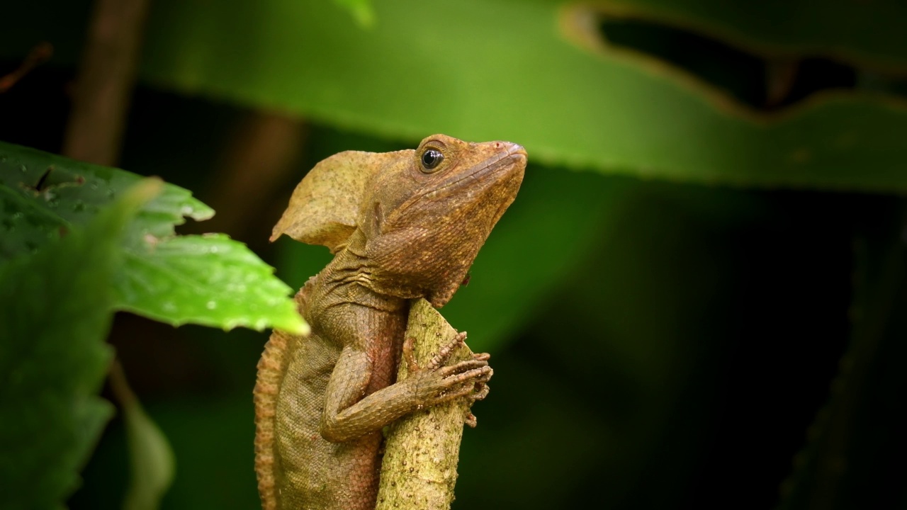 棕色蛇怪- Basiliscus vittatus，指的是条纹蛇怪或常见的蛇怪，蛇怪蜥蜴，原产于墨西哥，中美洲和哥伦比亚，在绿色灌木细节视频素材