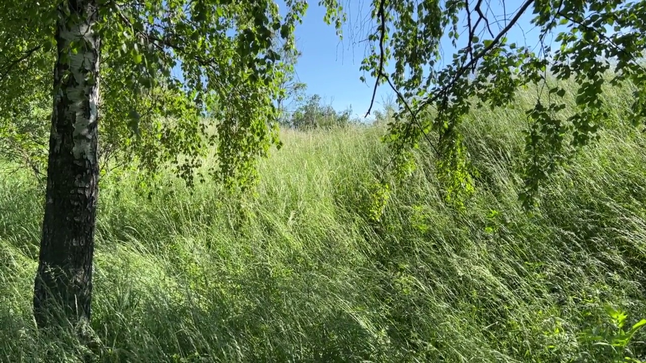 一棵白桦树的树枝，背景是绿色的草地。视频素材