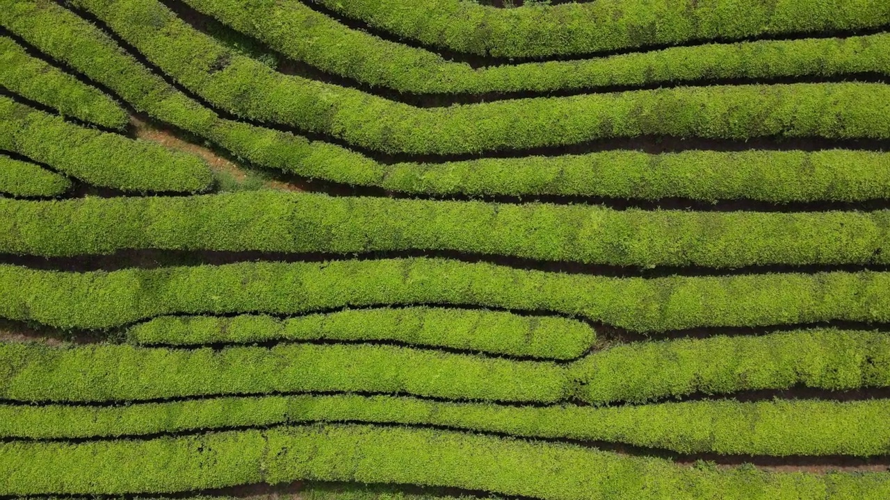 航拍绿茶园视频素材