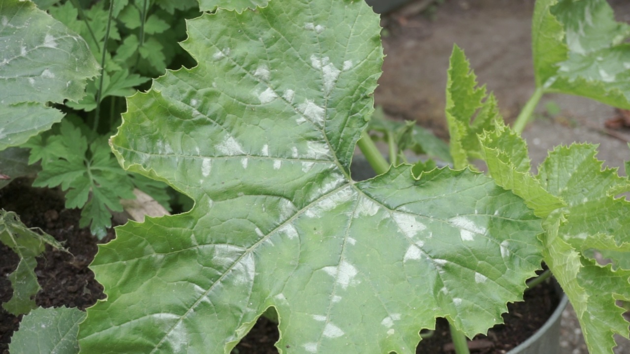 西葫芦植物叶子上有霉斑视频素材