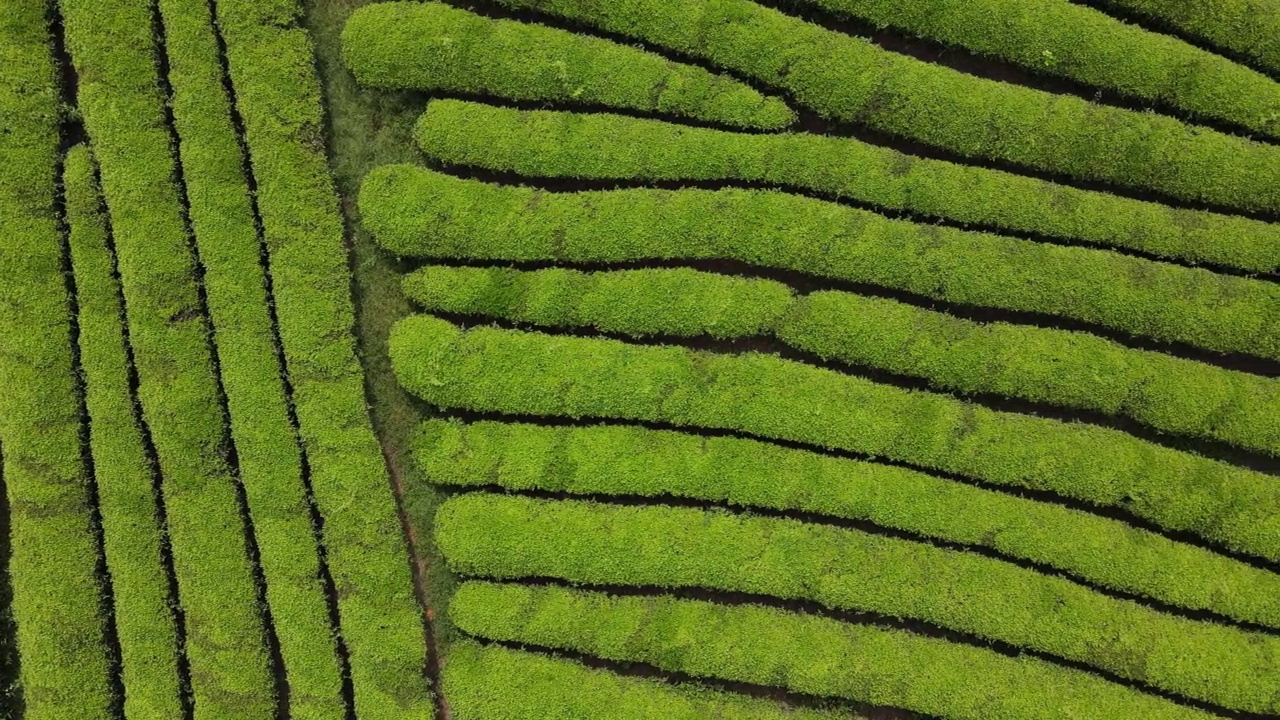 航拍绿茶园视频素材