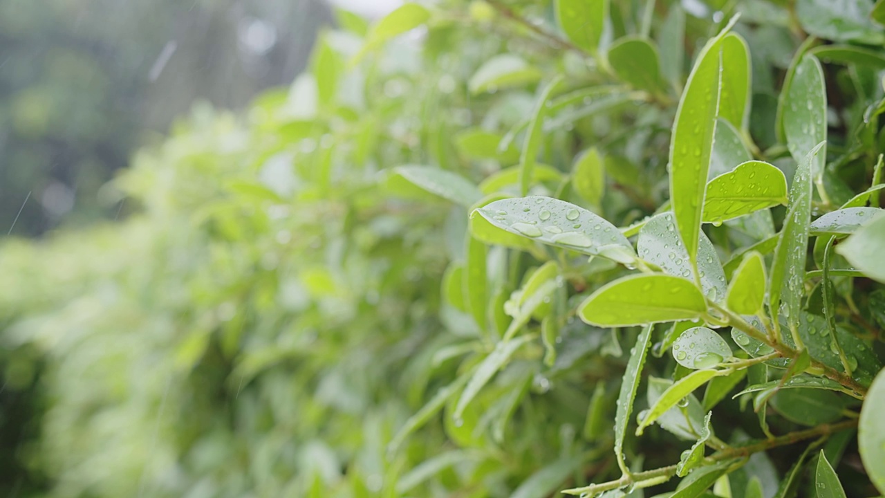 雨水滴在绿叶植物自然花园，热带雨林雨天，绿色自然生态理念视频素材