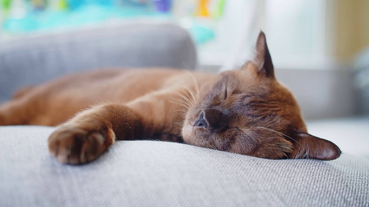 快乐可爱的棕色猫咪在家里客厅舒适的枕头上休息，轻松舒适的睡觉，快乐无忧的家养宠物在沙发上睡觉视频素材