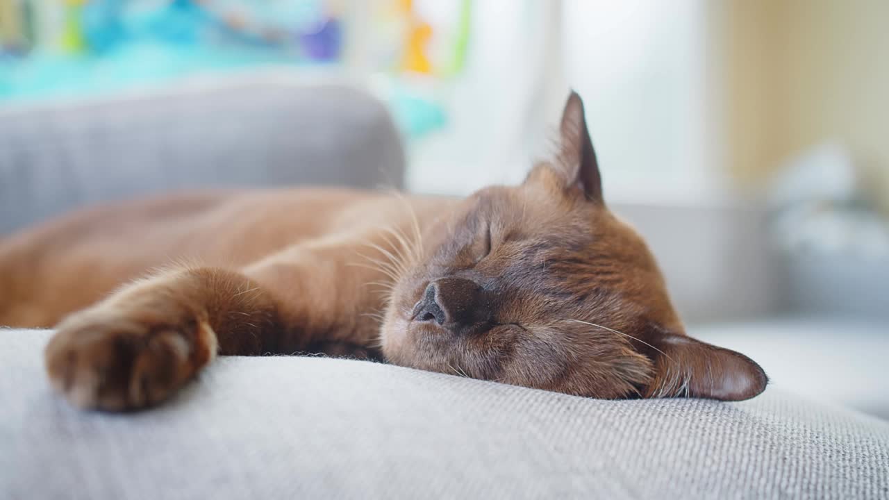 快乐可爱的棕色猫咪在家里客厅舒适的枕头上休息，轻松舒适的睡觉，快乐无忧的家养宠物在沙发上睡觉视频素材